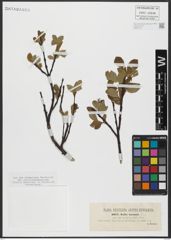 Foto von Salix hastata L.